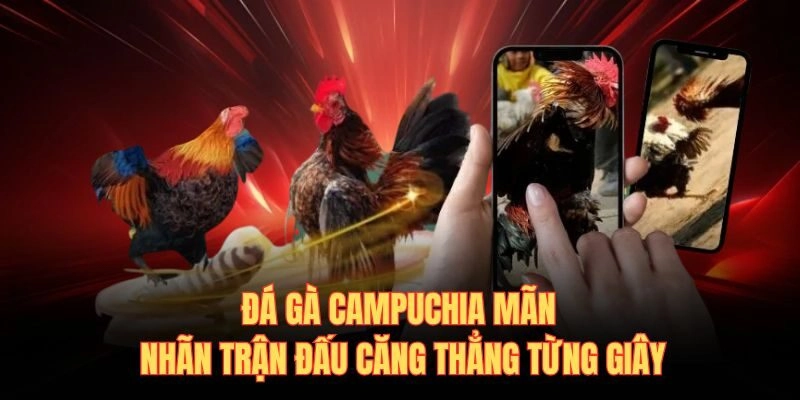 Đá Gà Campuchia Mãn Nhãn Trận Đấu Căng Thẳng Từng Giây
