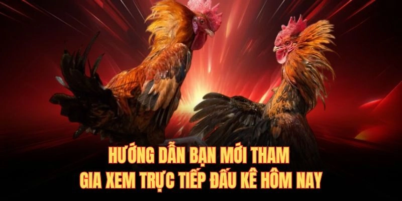Hướng dẫn bạn mới tham gia xem trực tiếp đấu kê hôm nay