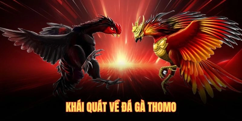 Khái quát về đá gà thomo